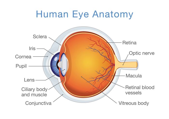 Structure and Function of the Human Eye How to get free money