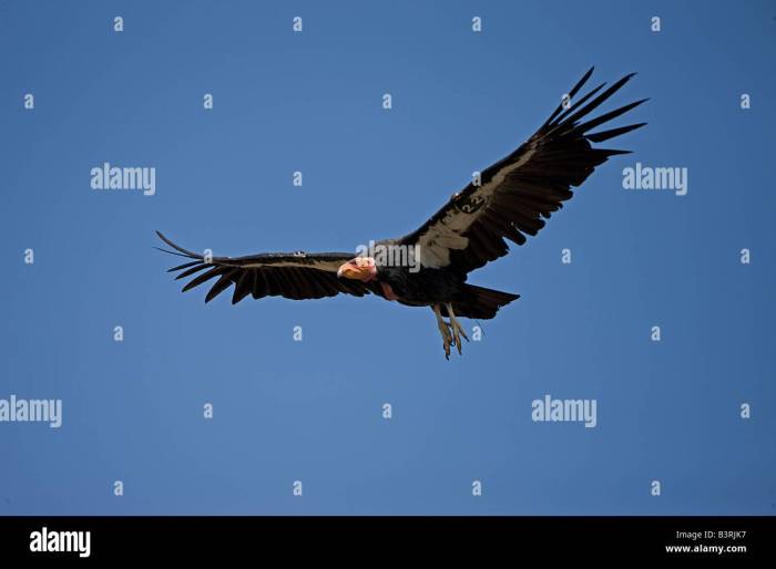 Condor andean biggest wings wingspan maior andes vultures prey envergadura Condor andean biggest wings wingspan maior andes vultures prey envergadura