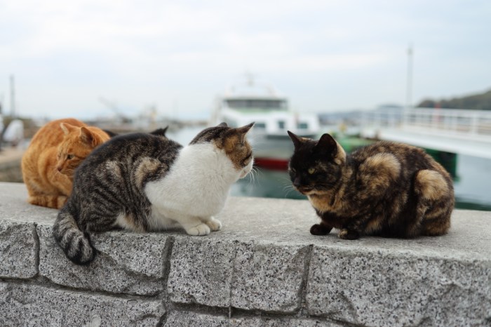 Japan Travel: Exploring Manabeshima cat island | SoraNews24 —Japan News— How to draw cinnamoroll