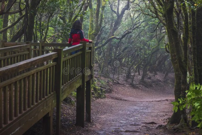 One of the Trails of Anaga Park Editorial Stock Photo - Image of dirt ... La to san diego how far